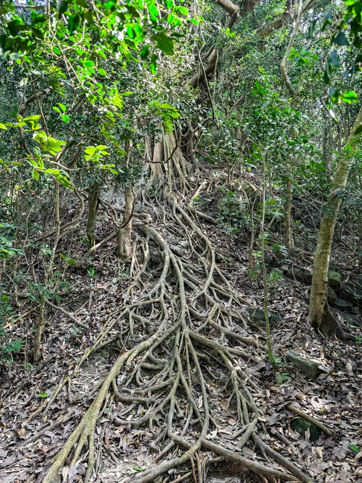 好像新娘的裙襬～