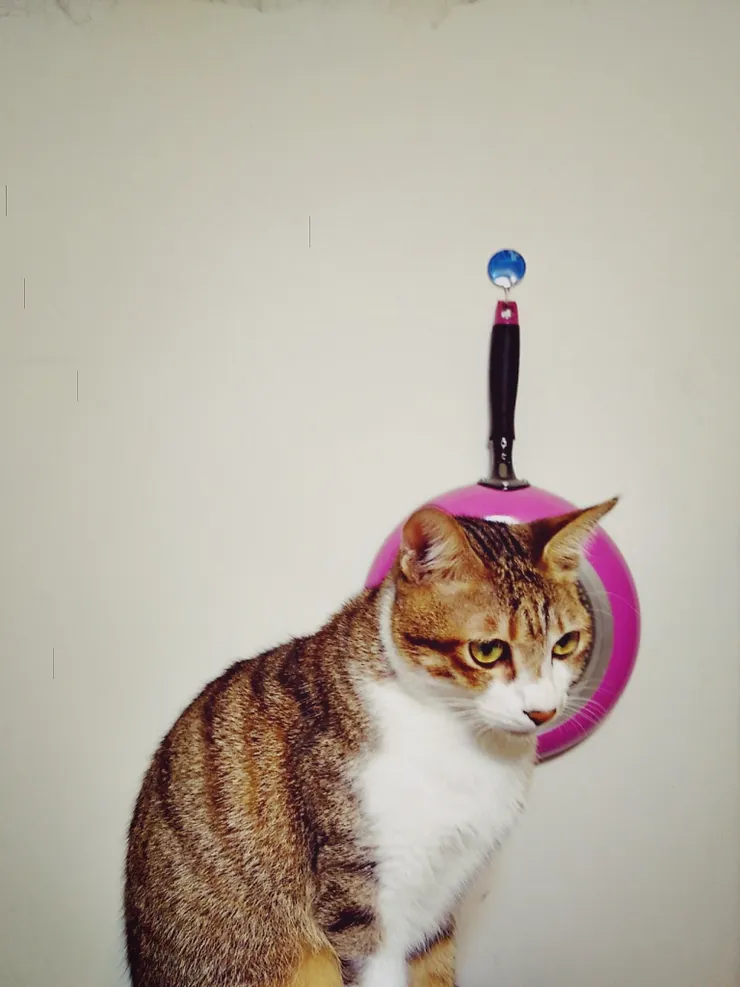 我的第一隻貓，阿貓。