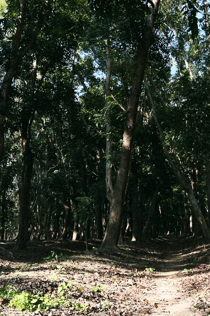 圖3虎山林場深處