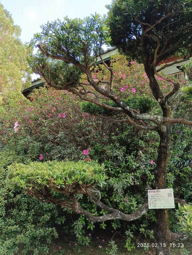 個人未曾見高及屋瓦的杜鵑