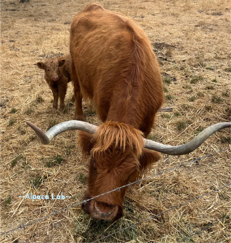小牛還沒斷奶跟在媽媽身邊超可愛