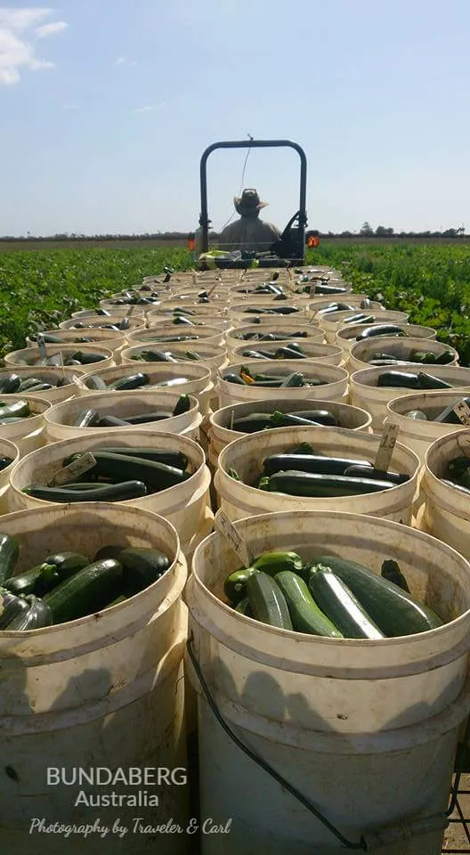 Bundaberg 採瓜結束後的  Bucket boy，要搬好幾車的工作量 (駕駛是馬克大叔，他是Supervisor)