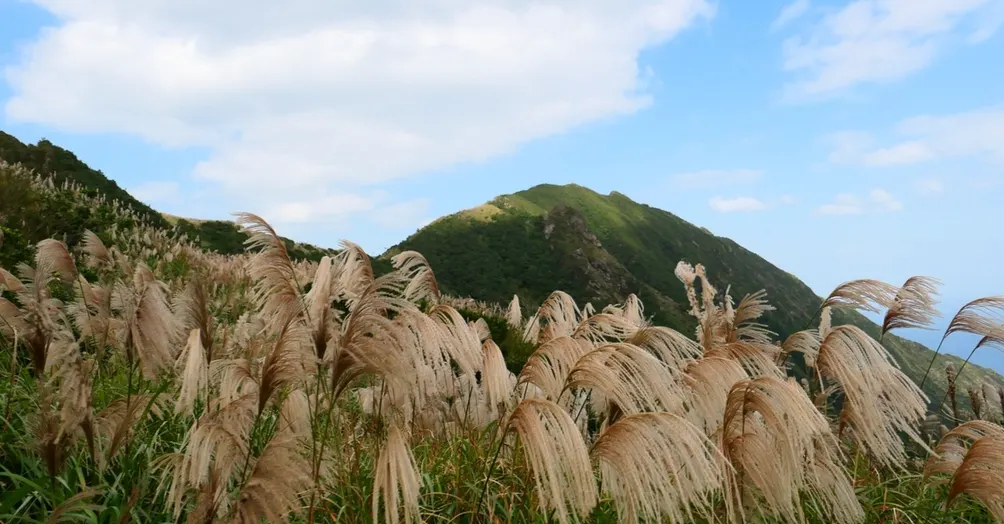 龜毛原蟲的沙龍