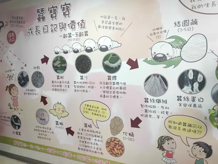 蠶寶寶的成長日記與價值
