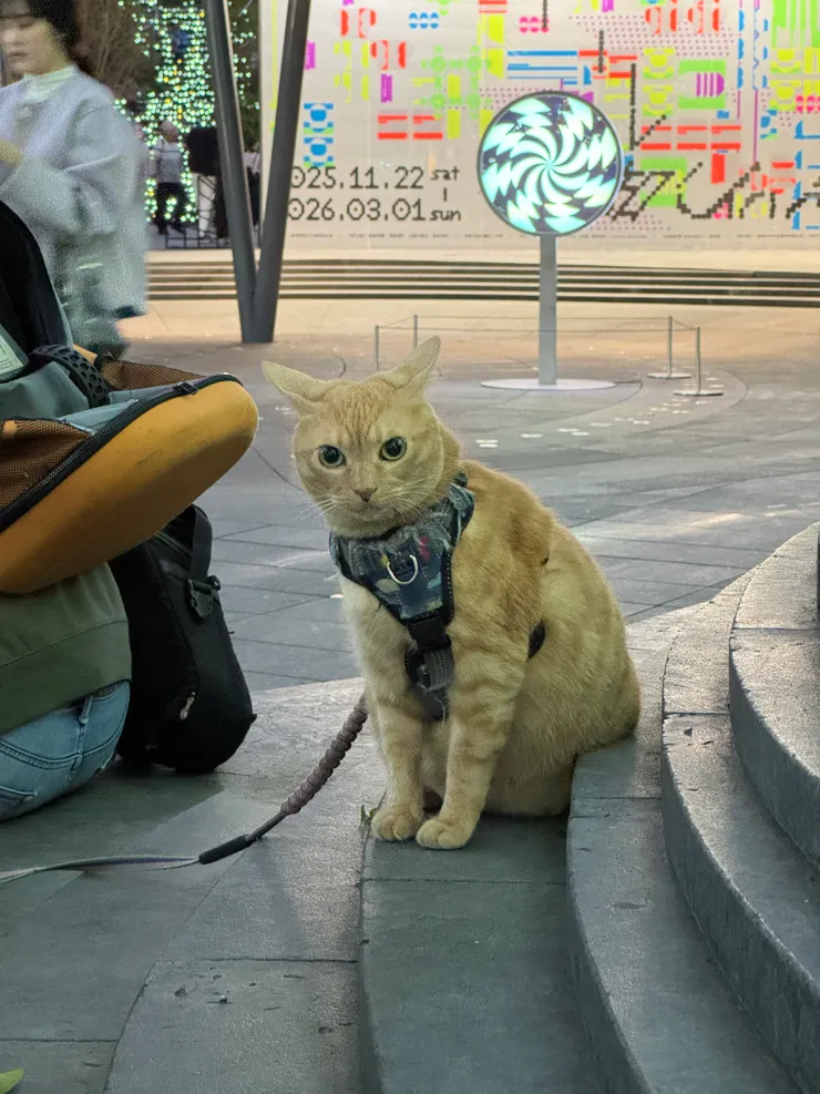 台中的貓 到哪開到貓都開心XD