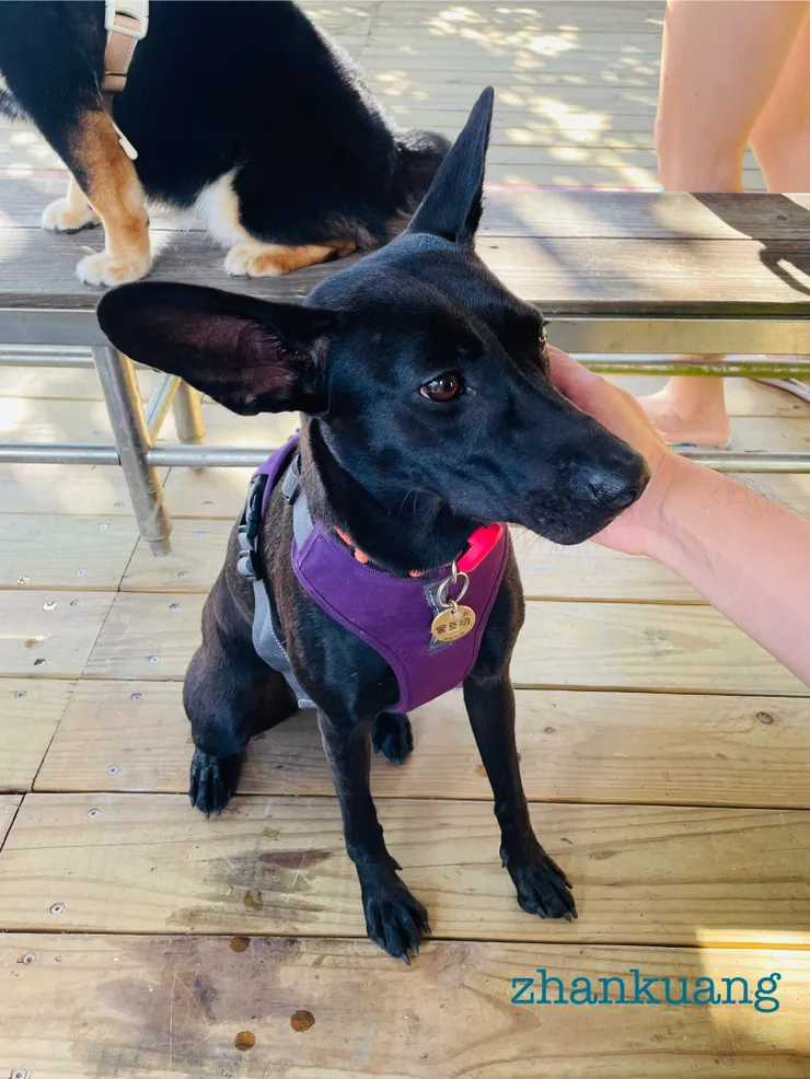 新光國小裡的蜜豆奶