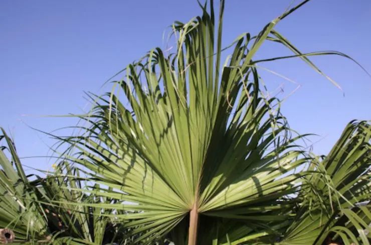 蒲葵的椰子像一把圓扇