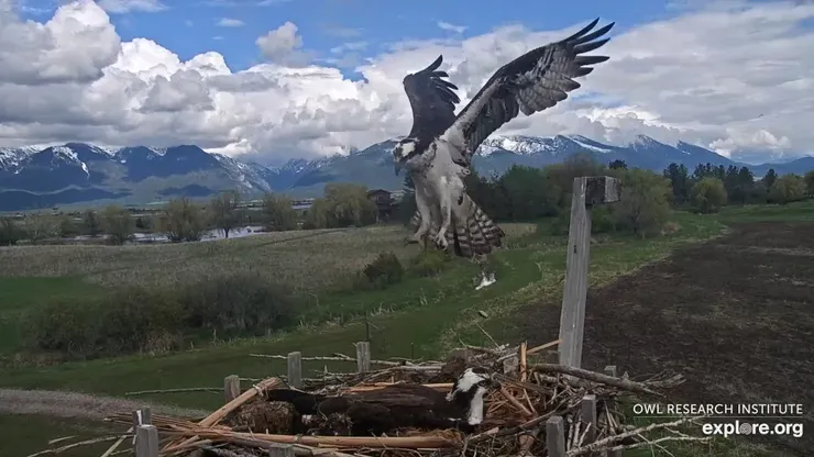 圖片來源：explore.org 官方網站 / 鶚 美國蒙大拿州