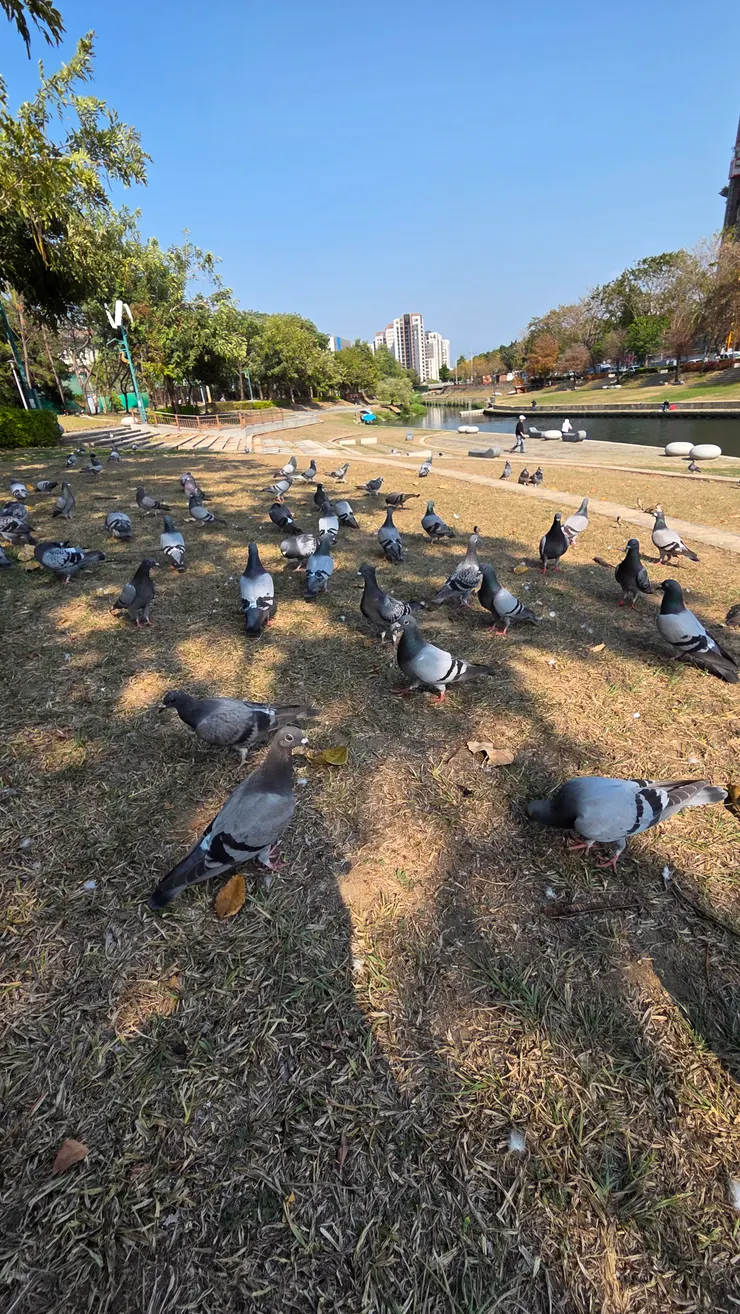 興大康河的野鴿(李建崑攝影)