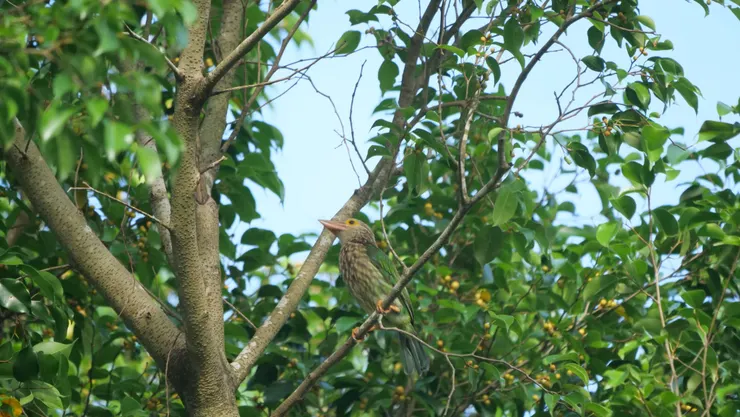 躲在樹中不好見