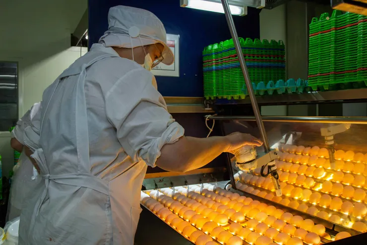 圖說：勤億蛋品科技的機能蛋產品，除了導入先進的自動化洗選設備，還得經過燭光檢查等繁雜步驟，從光學、敲擊檢測到人工檢視，確保每顆蛋都經過嚴格把關。（資料來源：勤億蛋品科技）