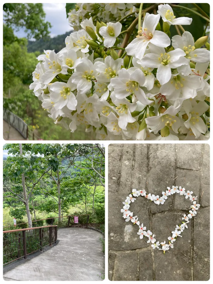 四月就看得到美美的油桐花了!