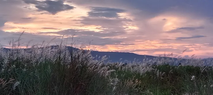 村落裡的芦苇荡