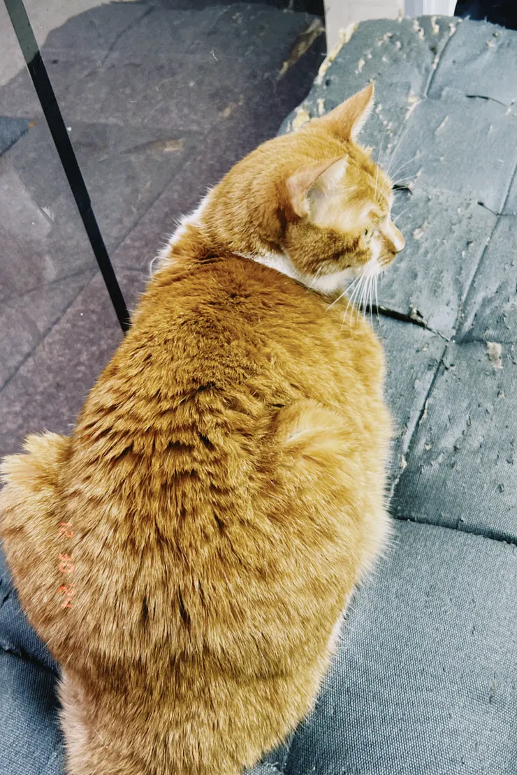 獸醫朋友的貓~一直討摸摸~還要摸狗狗~好忙