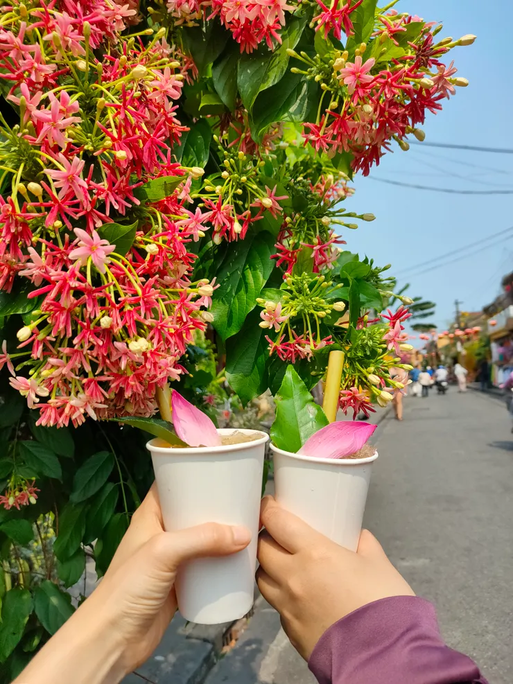 連喝三天的蓮花茶