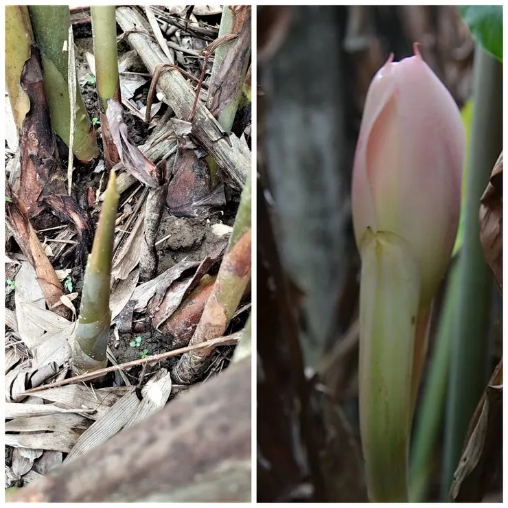 左 像出土嫩筍的是為火炬薑的花芽；右 為火炬薑嫩花苞