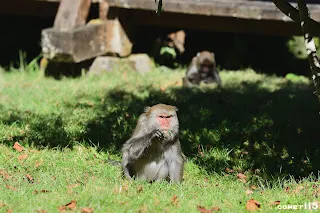 巧遇猴子吃草