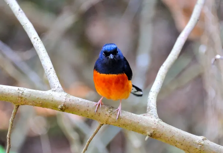 【共享每一個白天黑夜與這片山林 ，途中交會但覺人與物相親無猜嫌！白腰雀鴝】