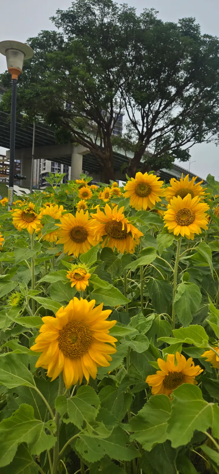向日葵盛開，常吸引路過車輛駐足觀賞，要注意安全噢！