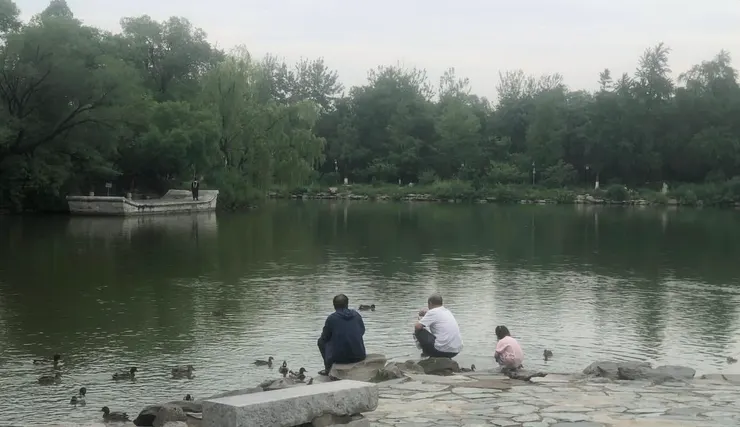 在未名湖畔餵鴨和鵝