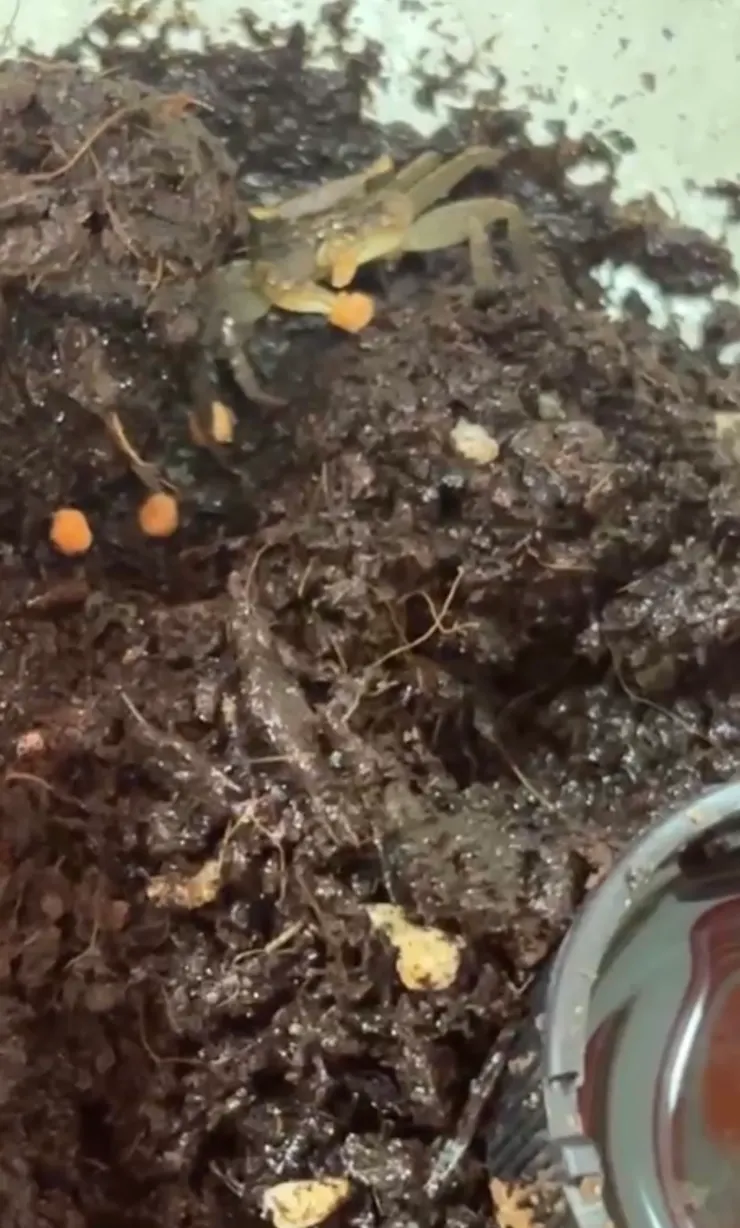 2026/04/18 塞進嘴中