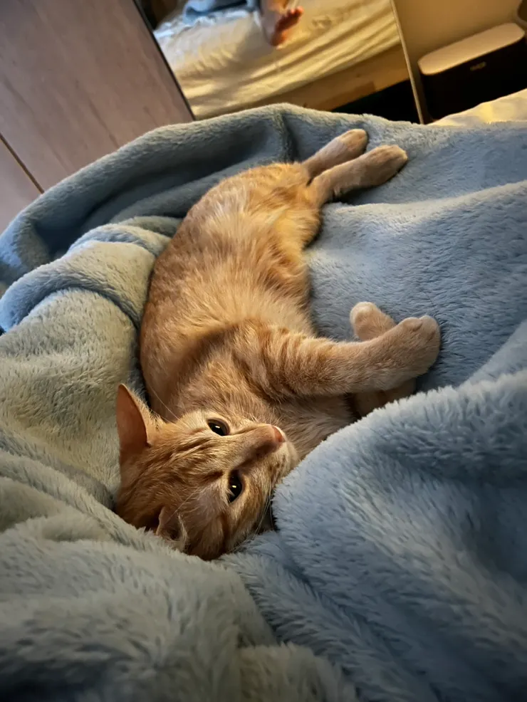 是隻傻呼呼、黏呼呼、自動呼嚕嚕的團寵喵