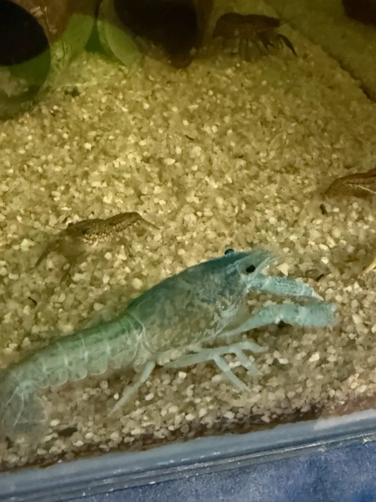 2026/04/25 藍色蝦子