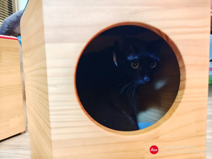 沒想到可以在明亮環境下對焦到桶內的黑貓,這對焦性能真是不錯呀!(SHARP AQUOS R9 pro,23mm)