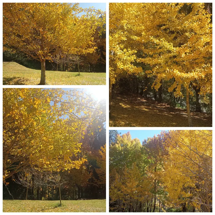 桃花莊一帶銀杏景色