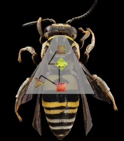 昆蟲的設計圖（有薦骨喔～）