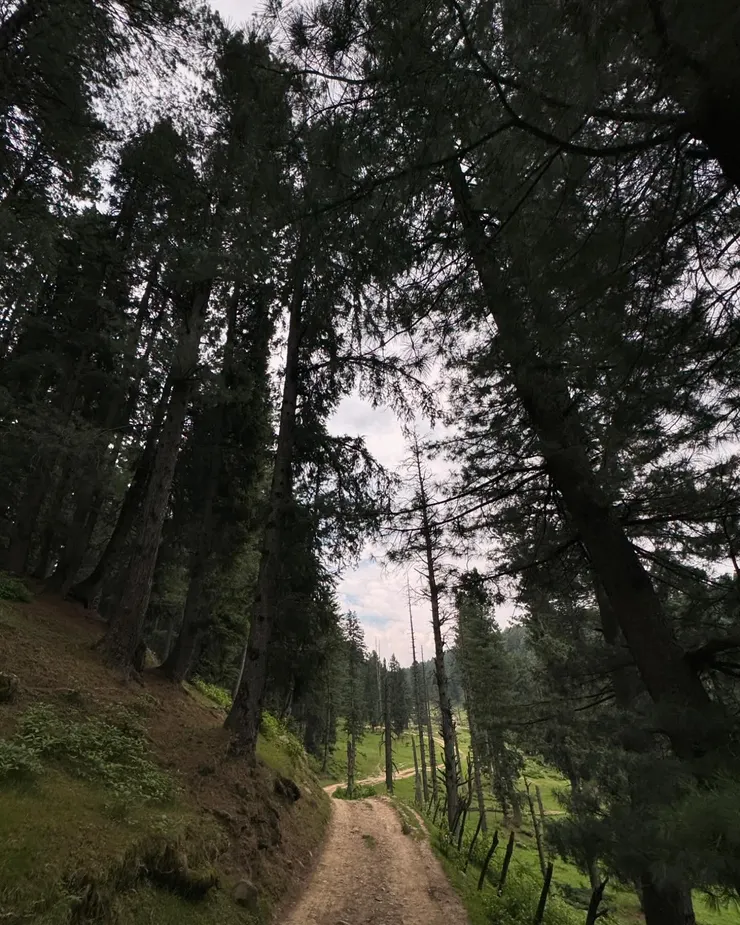 Yousmarg 森林小徑