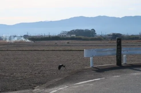 有一隻烏鴉原本停在遍路標上。幸好還能捕捉到牠飛走的身影。