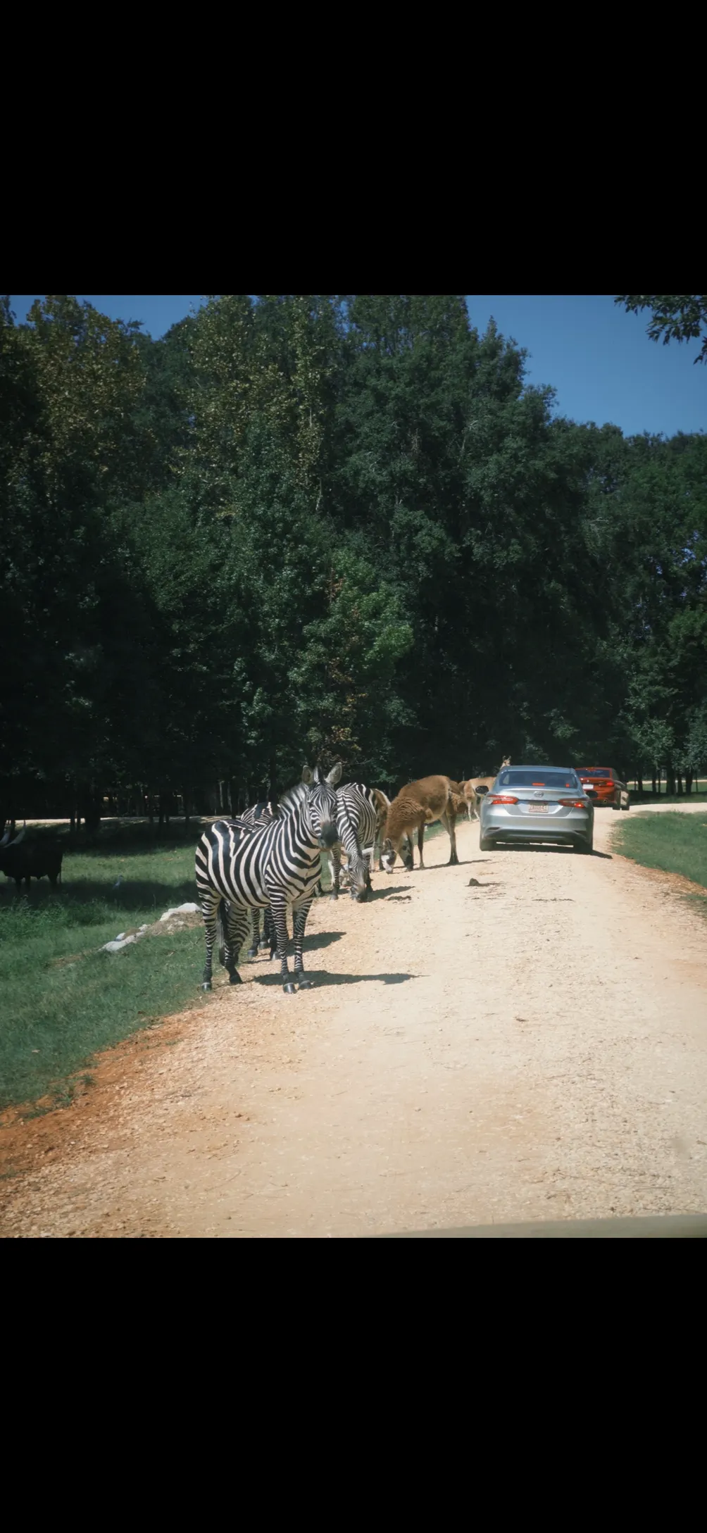 簡珊迪的移動人生