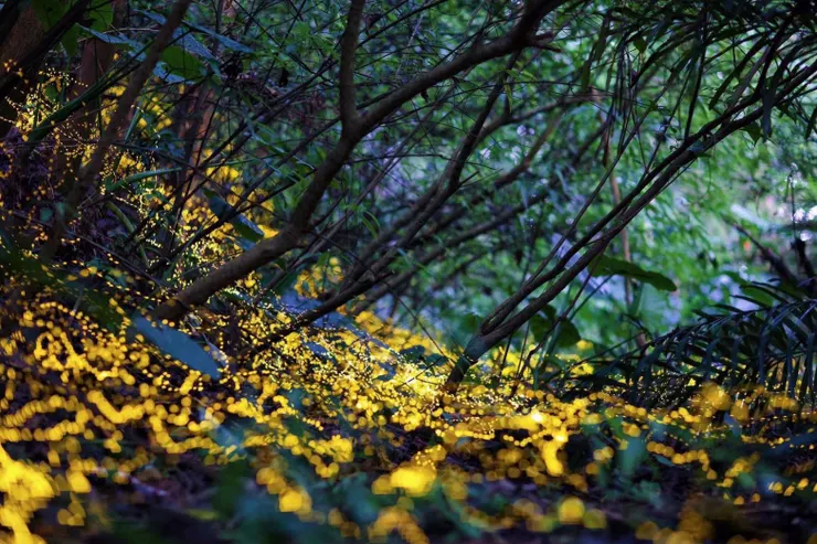 小礁溪地區生態保存完整，春夜裡螢光閃爍，民眾賞螢應遵守不捕捉、不驚擾、不使用強光之保育原則 。圖/礁溪鄉公所提供