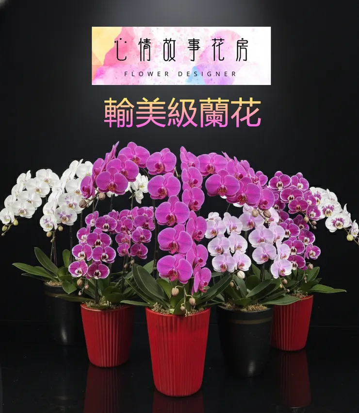 不是一般蘭花！台南少數使用出口等級蘭花的推薦花店｜心情故事花房