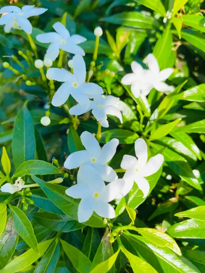 5/365 迷人的酸味