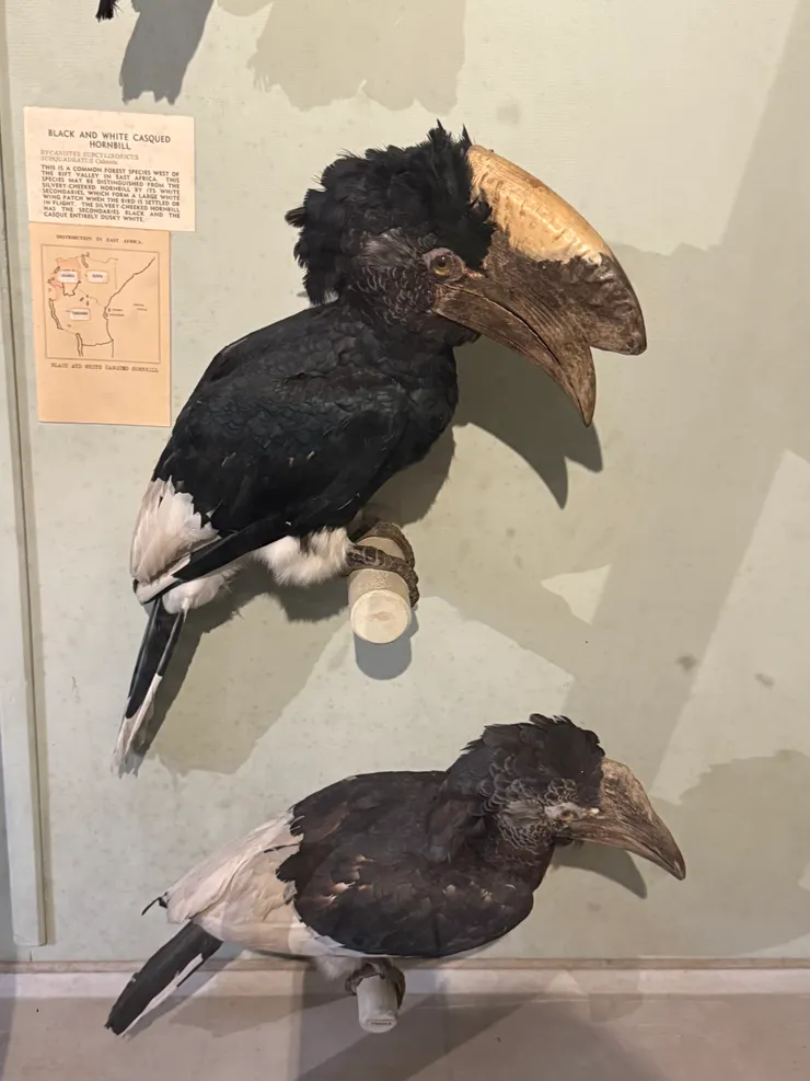 頭冠堅若盤石的啾啾啾