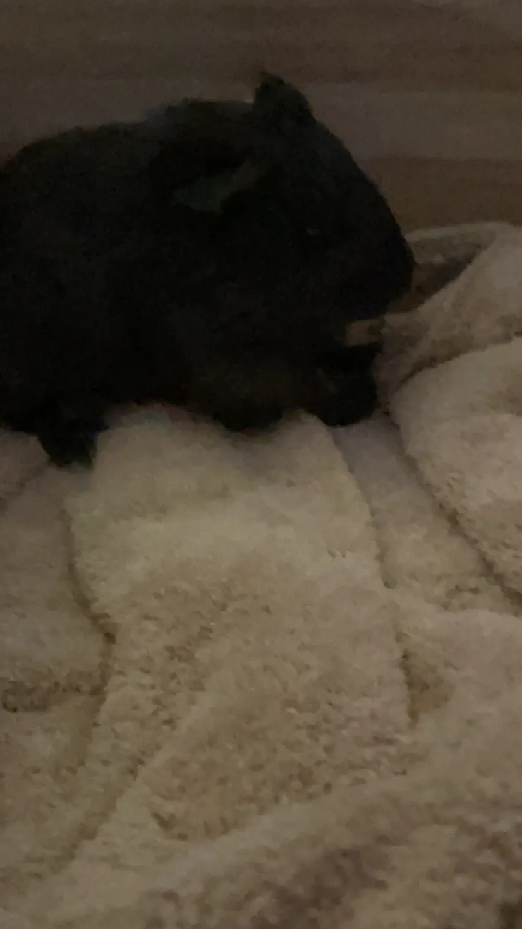 麥麥剛到家時的樣子