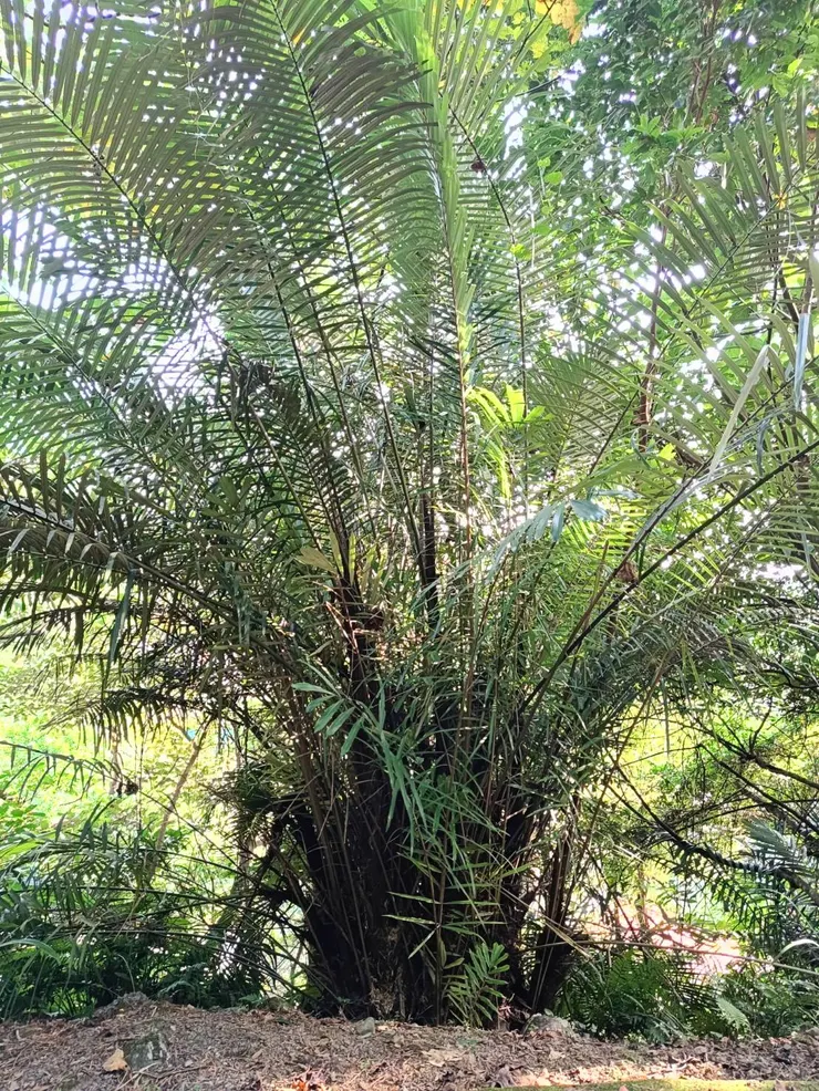 我覺得山棕樹型蠻優美的，在山裡總能吸引我的注意