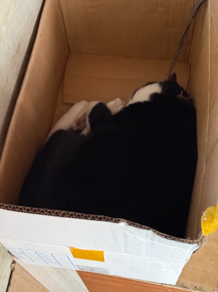 2026/04/01 睡覺的貓貓