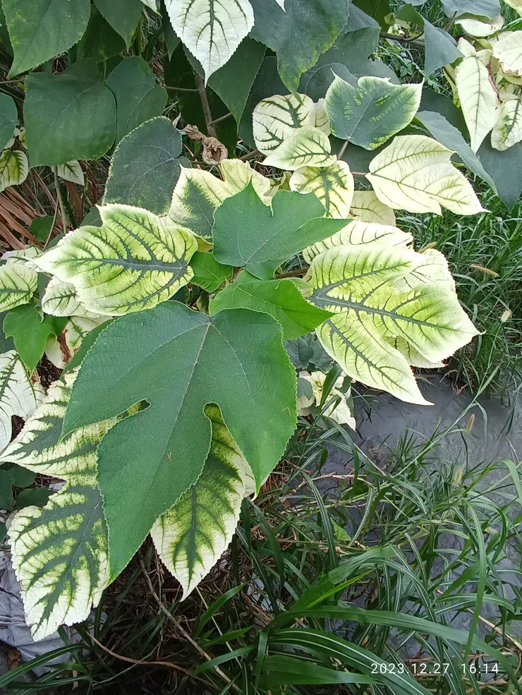 幾回經幾回錯認，多年愛她以為她是白聖誕，悔將愛查核詳實，她竟是構樹的病變，自拍攝