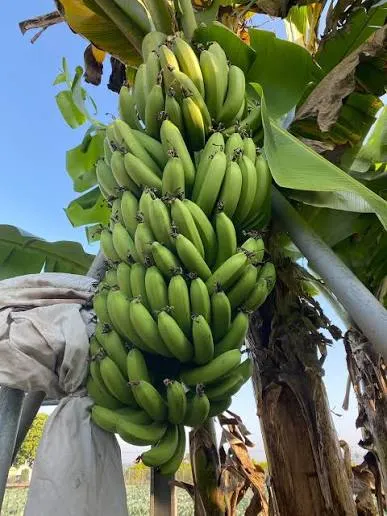 結實飽滿的香蕉