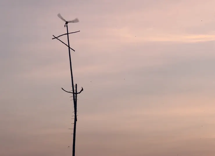 抓到田鼠的阿鳶正返回棲架 （順月農園提供）