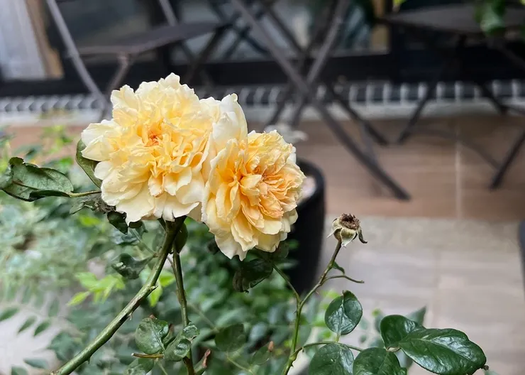 看了很舒心療癒