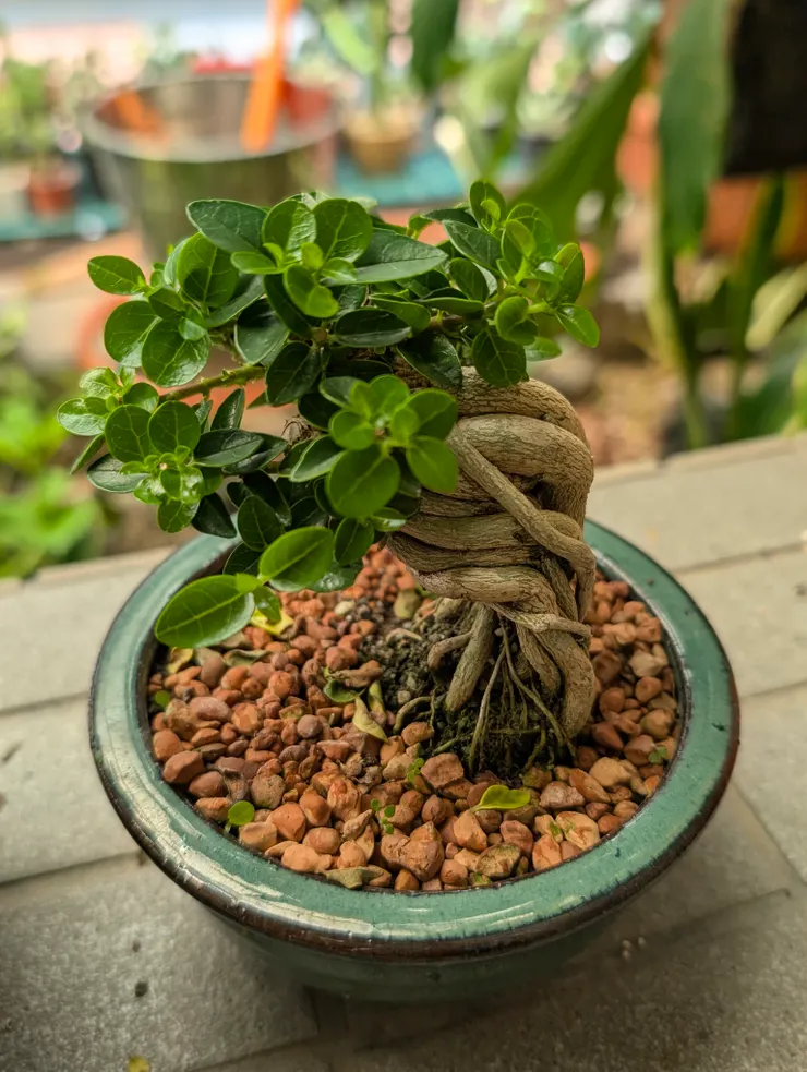 上週買的壽娘子