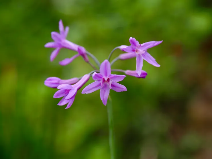 紫嬌花 、紫瓣花、野蒜；攝於嘉義太興阿葉溪瀑布，原產於南非開普敦，台灣全島普遍作為園藝觀賞栽培用，偶見山野馴化自生http://kplant.biodiv.tw/紫嬌花/紫嬌花.htm