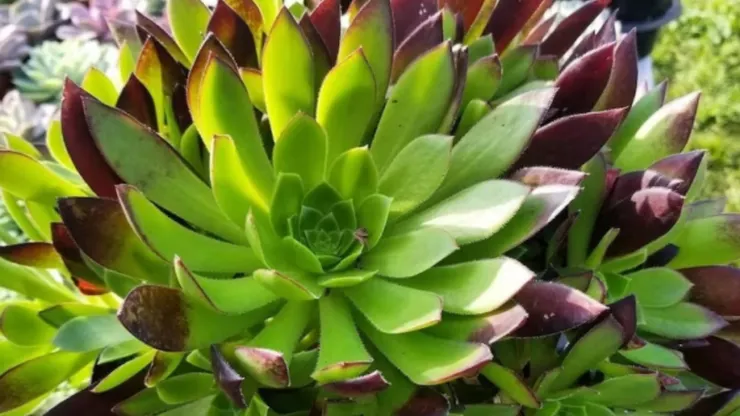 Aeonium 'Merlot' 