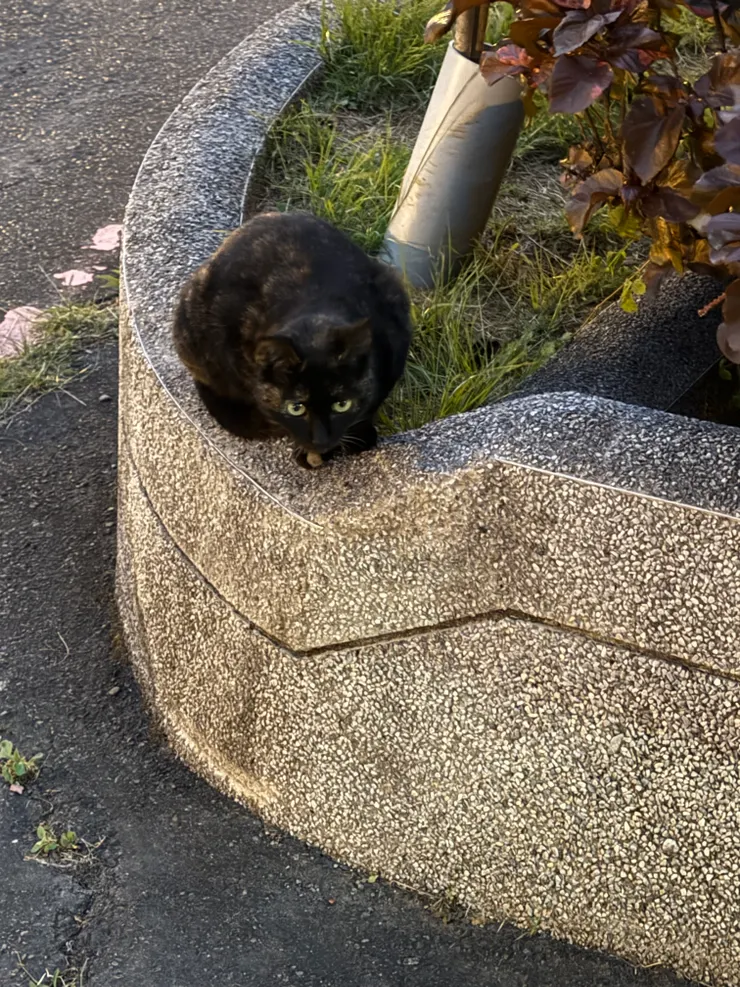 2025/12/04 拍照時對我喵的貓