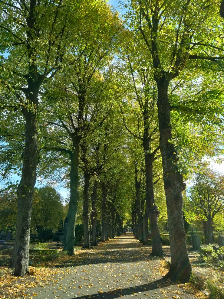去年初秋,還算綠意盎然的墓園