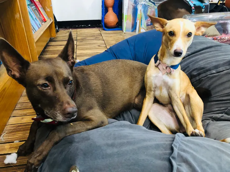 (左) Banana (右) Doritos